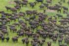 An aerial view of a herd of African buffalo-Syncerus caffer Okavango Delta-Botswana Art Print